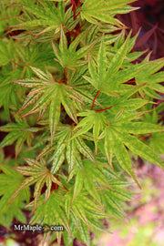 - Acer palmatum 'Ikandi' Japanese Maple - Mr Maple │ Buy Japanese Maple Trees