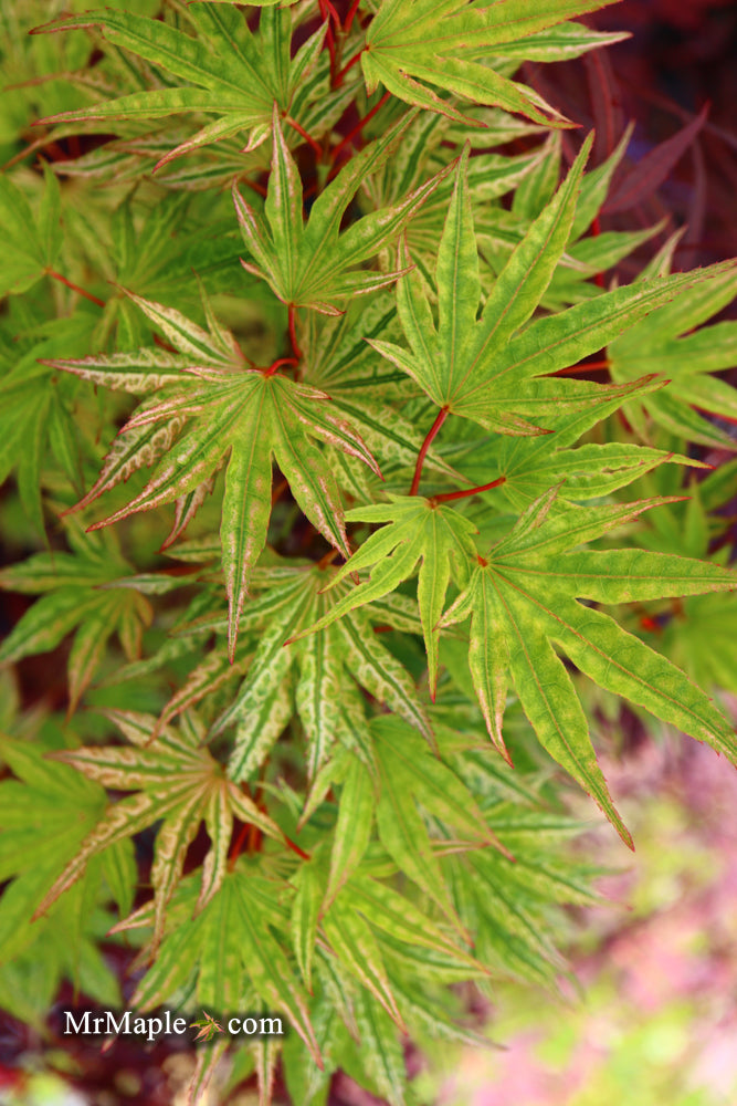 - Acer palmatum 'Ikandi' Japanese Maple - Mr Maple │ Buy Japanese Maple Trees