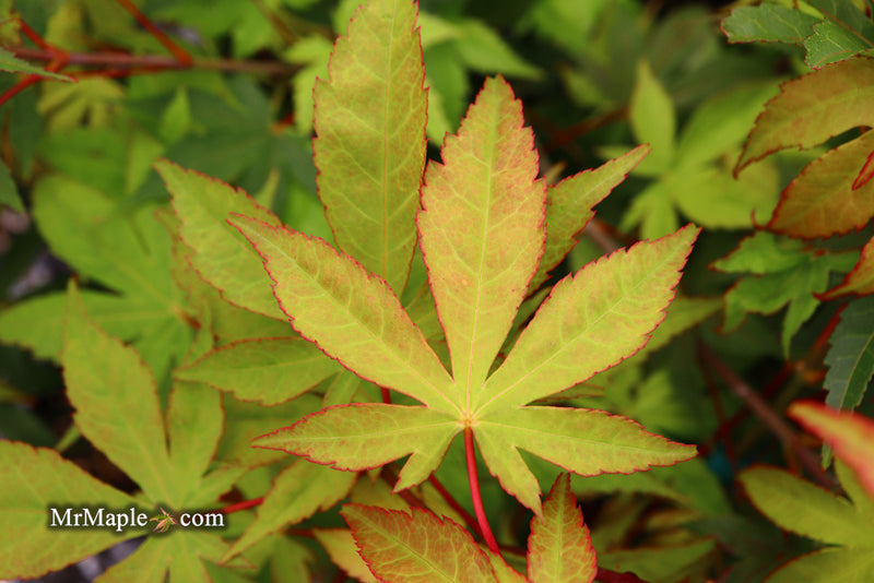 - Acer palmatum 'Osakazuki' Japanese Maple - Mr Maple │ Buy Japanese Maple Trees