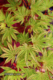 - Acer palmatum 'Ikandi' Japanese Maple - Mr Maple │ Buy Japanese Maple Trees