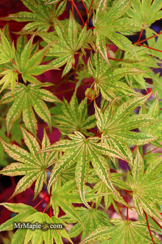 - Acer palmatum 'Ikandi' Japanese Maple - Mr Maple │ Buy Japanese Maple Trees
