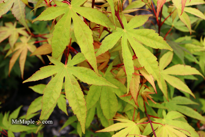 - Acer palmatum 'Osakazuki' Japanese Maple - Mr Maple │ Buy Japanese Maple Trees