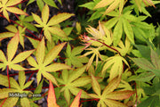 - Acer palmatum 'Osakazuki' Japanese Maple - Mr Maple │ Buy Japanese Maple Trees