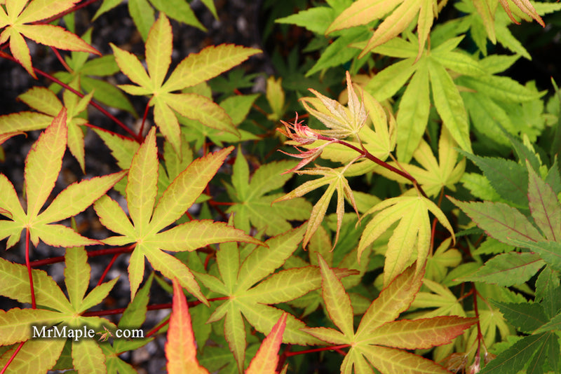 - Acer palmatum 'Osakazuki' Japanese Maple - Mr Maple │ Buy Japanese Maple Trees