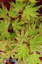 - FOR PICKUP ONLY | Acer palmatum 'Ikandi' Japanese Maple| DOES NOT SHIP - Mr Maple │ Buy Japanese Maple Trees