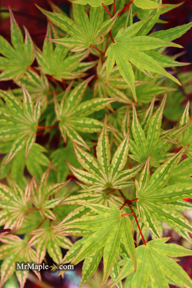 - Acer palmatum 'Ikandi' Japanese Maple - Mr Maple │ Buy Japanese Maple Trees
