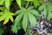 - Acer palmatum 'Osakazuki' Japanese Maple - Mr Maple │ Buy Japanese Maple Trees