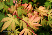 - Acer palmatum 'Osakazuki' Japanese Maple - Mr Maple │ Buy Japanese Maple Trees