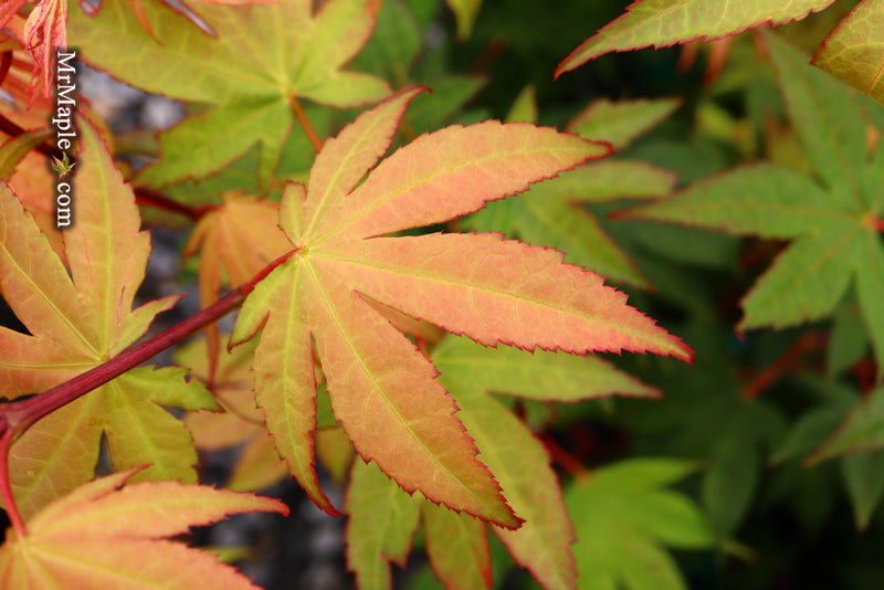 - Acer palmatum 'Osakazuki' Japanese Maple - Mr Maple │ Buy Japanese Maple Trees