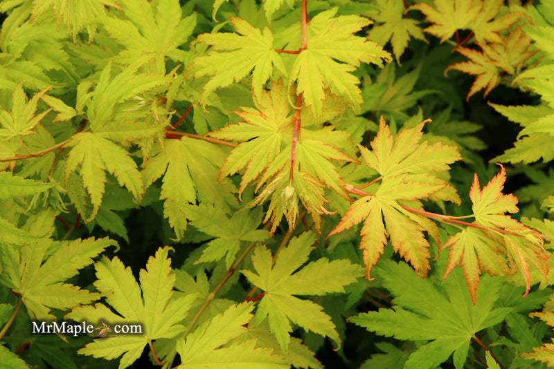 - Acer shirasawanum 'Jordan' Golden Full Moon Japanese Maple - Mr Maple │ Buy Japanese Maple Trees