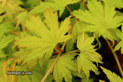 - Acer shirasawanum 'Jordan' Golden Full Moon Japanese Maple - Mr Maple │ Buy Japanese Maple Trees
