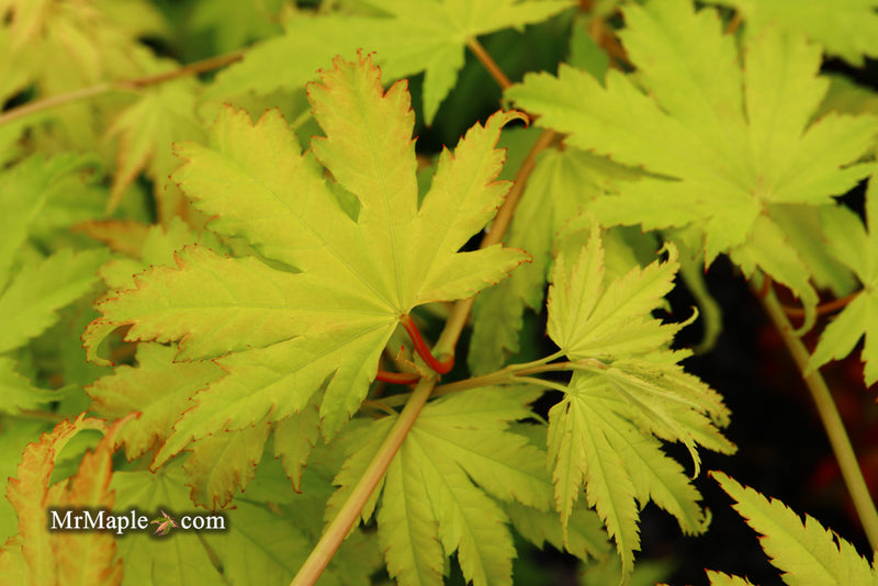 - Acer shirasawanum 'Jordan' Golden Full Moon Japanese Maple - Mr Maple │ Buy Japanese Maple Trees