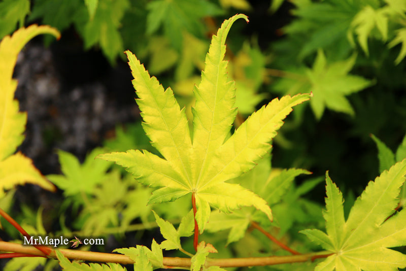 - Acer shirasawanum 'Jordan' Golden Full Moon Japanese Maple - Mr Maple │ Buy Japanese Maple Trees