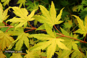 - Acer shirasawanum 'Jordan' Golden Full Moon Japanese Maple - Mr Maple │ Buy Japanese Maple Trees