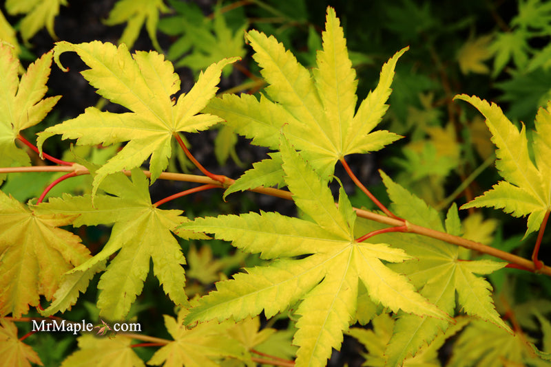 - Acer shirasawanum 'Jordan' Golden Full Moon Japanese Maple - Mr Maple │ Buy Japanese Maple Trees