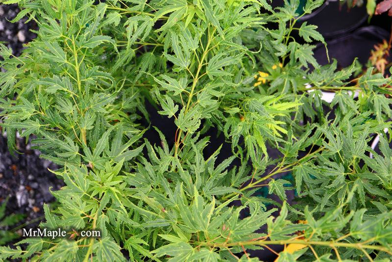 - Acer palmatum Kryptonite™ Japanese Maple - Mr Maple │ Buy Japanese Maple Trees