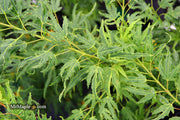 - Acer palmatum Kryptonite™ Japanese Maple - Mr Maple │ Buy Japanese Maple Trees