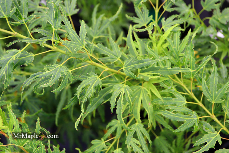 - Acer palmatum Kryptonite™ Japanese Maple - Mr Maple │ Buy Japanese Maple Trees