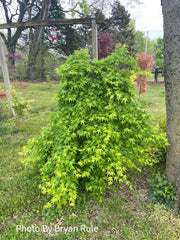 - FOR PICKUP ONLY | Acer palmatum 'Ryusen' Japanese Maple | DOES NOT SHIP - Mr Maple │ Buy Japanese Maple Trees