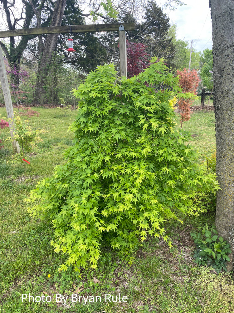 - FOR PICKUP ONLY | Acer palmatum 'Ryusen' Japanese Maple | DOES NOT SHIP - Mr Maple │ Buy Japanese Maple Trees