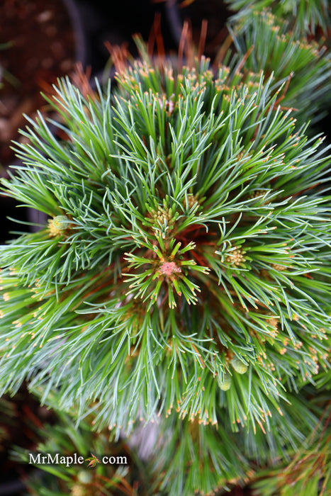 Pinus strobus 'Blue Shag' Dwarf White Pine Tree