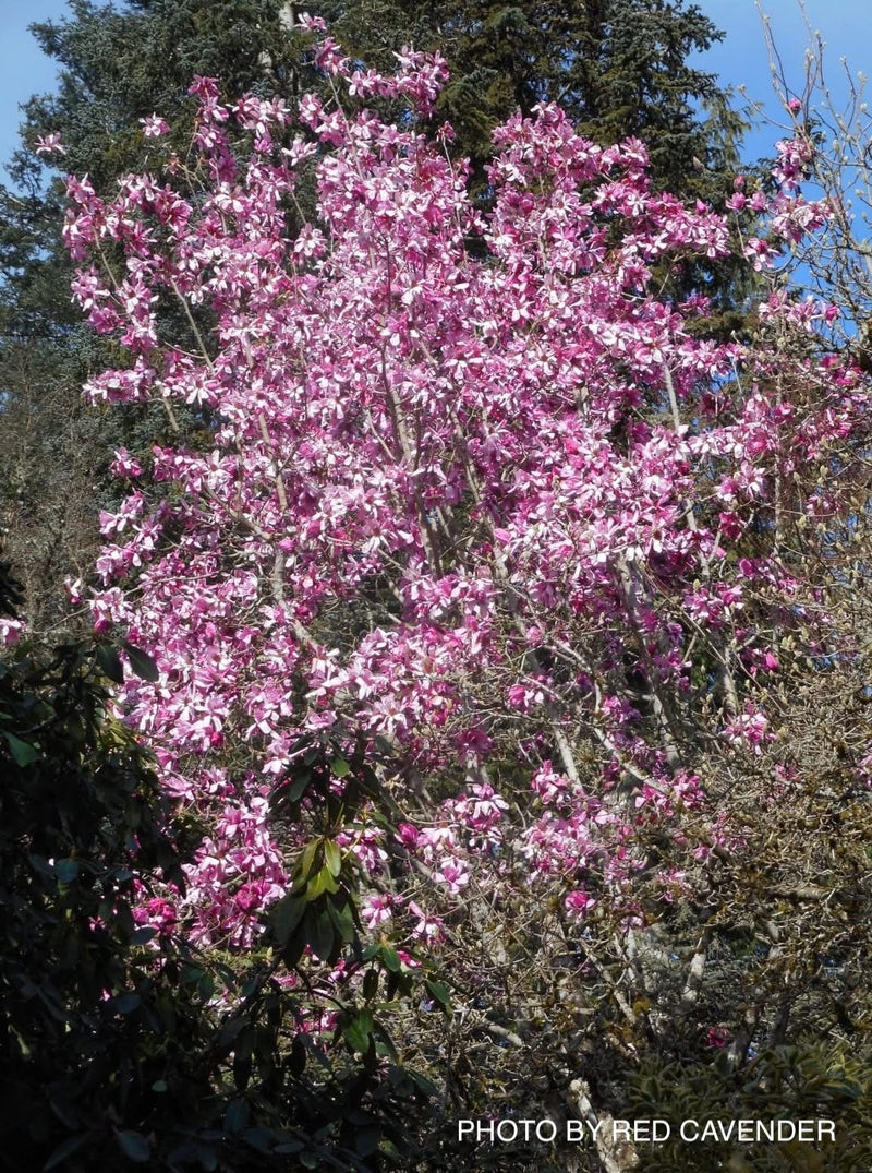 Magnolia x soulangeana 'Rustica Rubra' Chinese Magnolia