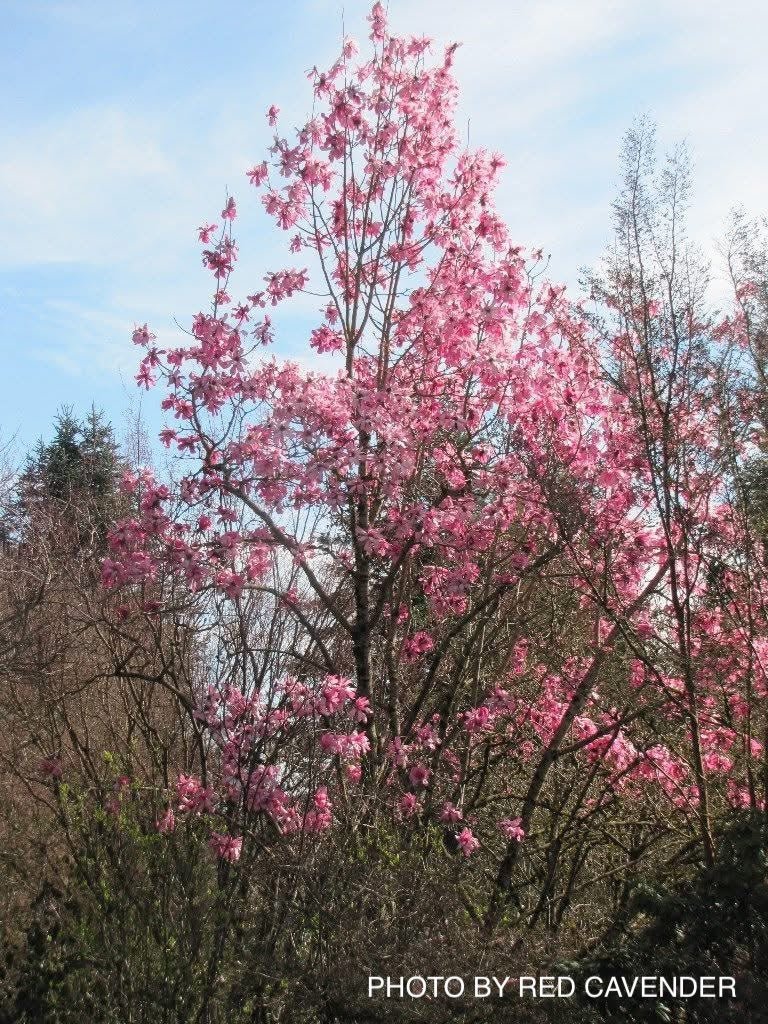 Magnolia x soulangeana 'Rustica Rubra' Chinese Magnolia