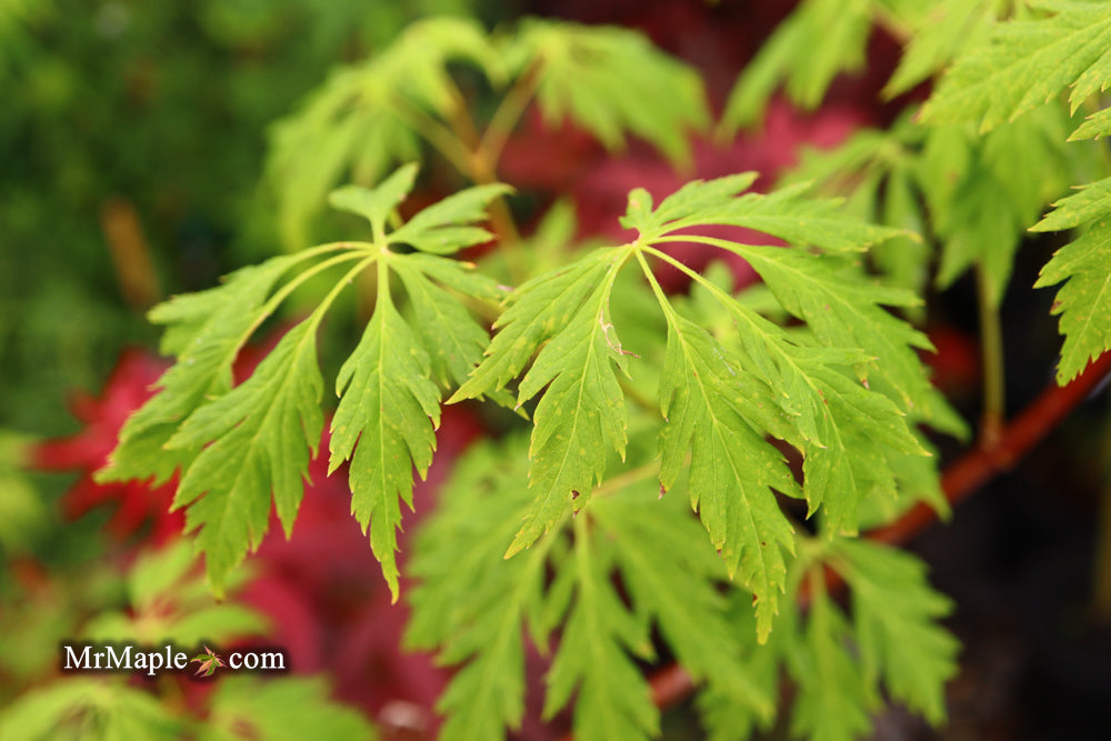 Acer circinatum 'Monroe' Japanese Maple