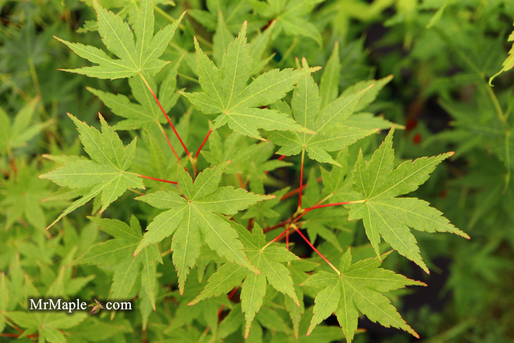 Acer palmatum 'Masu kagami' Rare Japanese Maple