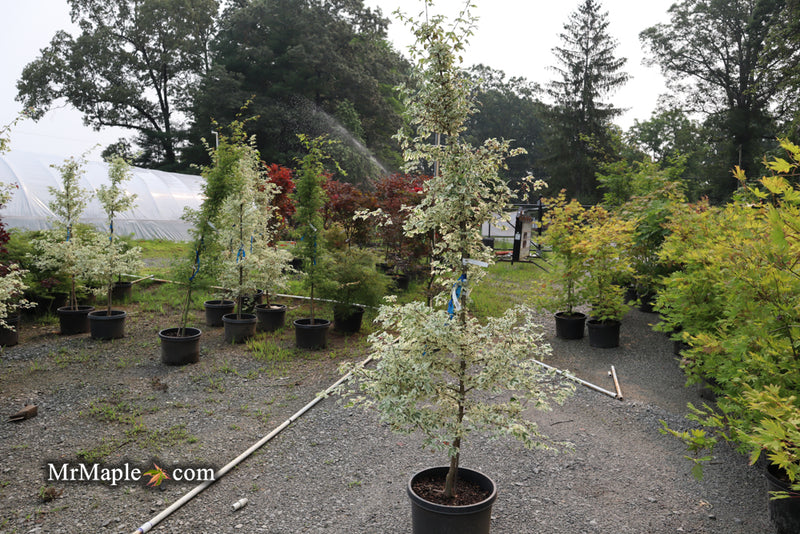 - FOR PICK UP ONLY | Acer campestre 'Carnival' White Variegated Maple | DOES NOT SHIP - Mr Maple │ Buy Japanese Maple Trees