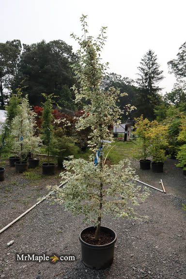 - FOR PICK UP ONLY | Acer campestre 'Carnival' White Variegated Maple | DOES NOT SHIP - Mr Maple │ Buy Japanese Maple Trees
