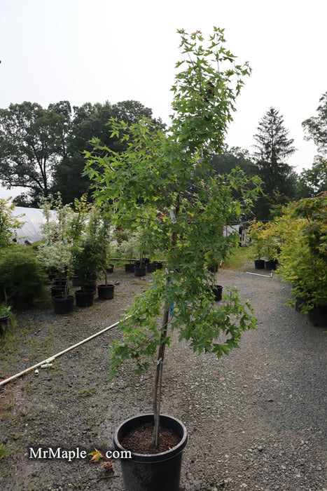 FOR PICK UP ONLY | Acer truncatum 'Fire Dragon' Shantung Maple | DOES NOT SHIP