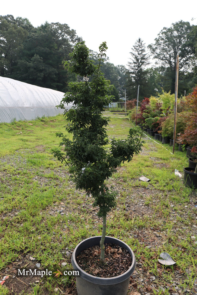 - Acer palmatum 'Shishigashira' Lion's Head Japanese Maple - Mr Maple │ Buy Japanese Maple Trees