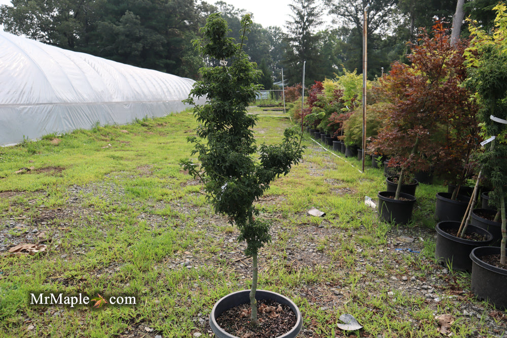 FOR PICK UP ONLY | Acer palmatum 'Shishigashira' Lion's Head Japanese Maple | DOES NOT SHIP