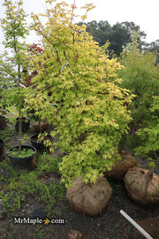 - FOR PICK UP ONLY | Acer palmatum 'Summer Gold' Japanese Maple | DOES NOT SHIP - Mr Maple │ Buy Japanese Maple Trees
