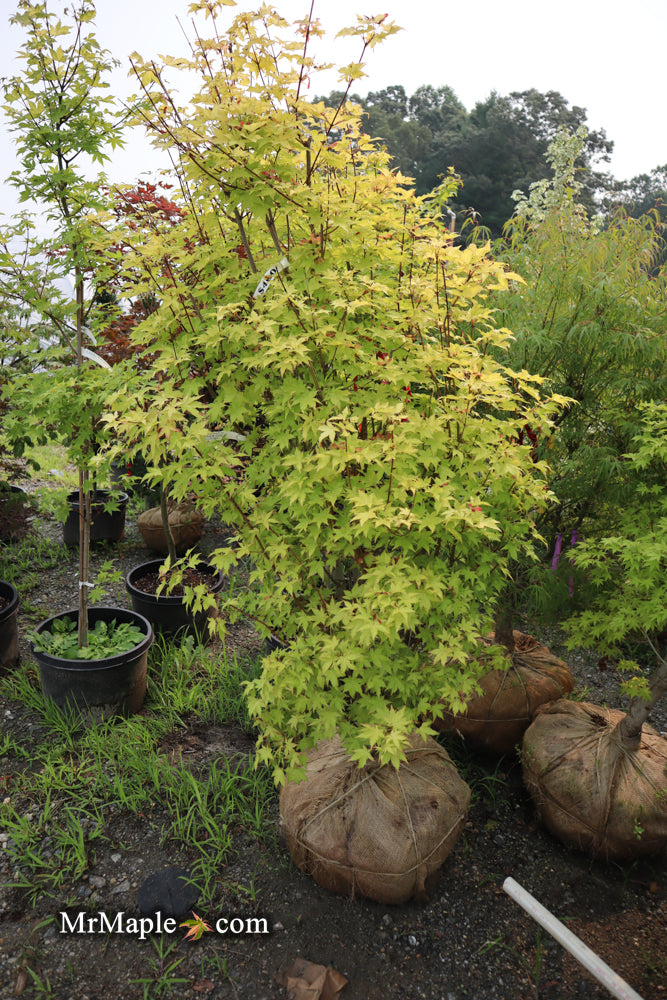 - FOR PICK UP ONLY | Acer palmatum 'Summer Gold' Japanese Maple | DOES NOT SHIP - Mr Maple │ Buy Japanese Maple Trees