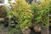 - FOR PICK UP ONLY | Acer palmatum 'Summer Gold' Japanese Maple | DOES NOT SHIP - Mr Maple │ Buy Japanese Maple Trees