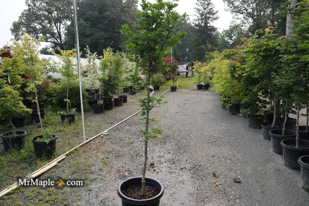 FOR PICK UP ONLY | Acer pseudosieboldianum Japanese Maple | DOES NOT SHIP