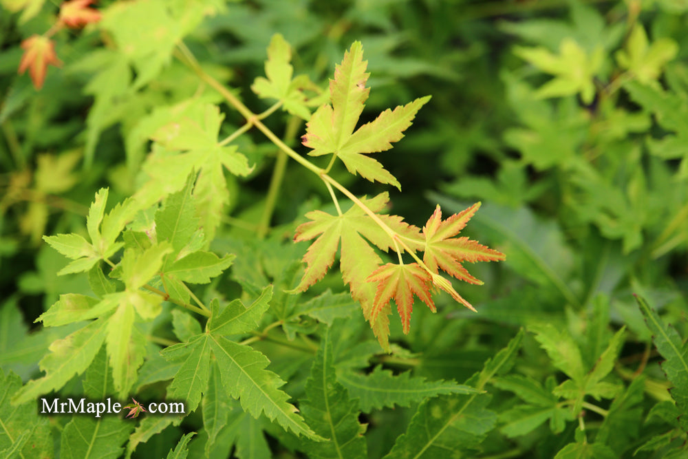 Acer palmatum 'Clarabell' Japanese Maple