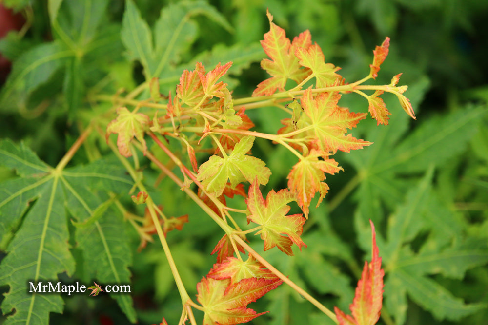 Acer palmatum 'Clarabell' Japanese Maple