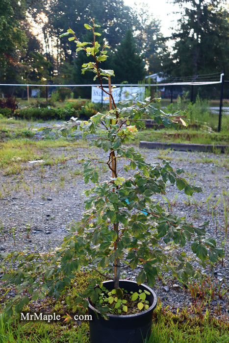 FOR PICK UP ONLY | Fagus sylvatica 'Nicole' Rare Dwarf European Beech | DOES NOT SHIP