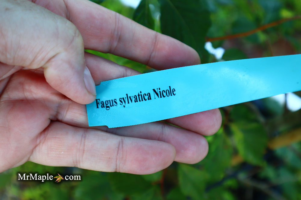 FOR PICK UP ONLY | Fagus sylvatica 'Nicole' Rare Dwarf European Beech | DOES NOT SHIP