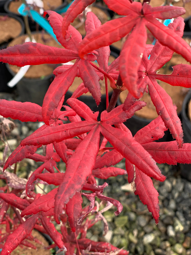 - FOR PICK UP ONLY | Acer palmatum 'Peve Starfish' Japanese Maple | DOES NOT SHIP - Mr Maple │ Buy Japanese Maple Trees
