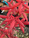 - FOR PICK UP ONLY | Acer palmatum 'Peve Starfish' Japanese Maple | DOES NOT SHIP - Mr Maple │ Buy Japanese Maple Trees