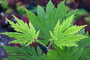 - FOR PICKUP ONLY | Acer japonicum ‘Rising Sun’ Japanese Maple | DOES NOT SHIP - Mr Maple │ Buy Japanese Maple Trees