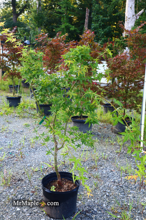 FOR PICK UP ONLY | Acer palmatum 'Mean Green' Japanese Maple | DOES NOT SHIP