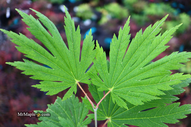 - FOR PICKUP ONLY | Acer japonicum ‘Rising Sun’ Japanese Maple | DOES NOT SHIP - Mr Maple │ Buy Japanese Maple Trees