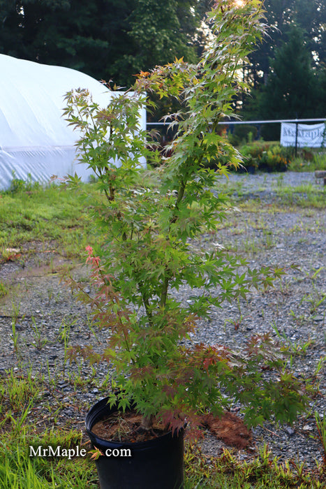 FOR PICK UP ONLY | Acer palmatum 'Cosmos' Japanese Maple | DOES NOT SHIP
