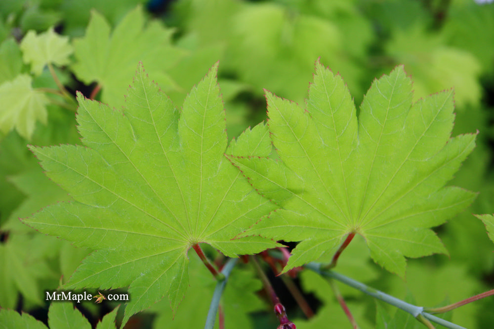 FOR PICKUP ONLY | Acer shirasawanum 'Aureum' Golden Full Moon Japanese Maple | DOES NOT SHIP