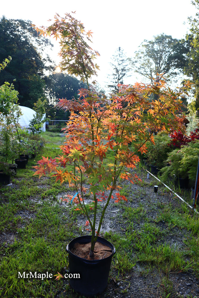 - FOR PICKUP ONLY | Acer palmatum 'Nebula' Variegated Japanese Maple | DOES NOT SHIP - Mr Maple │ Buy Japanese Maple Trees